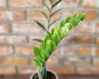 Variegated albo ZZ plant