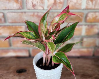 May include: An Aglaonema plant with variegated leaves featuring shades of dark green, light green, and vibrant pink edges. The plant is potted in a white ceramic container with a textured, raised dot pattern on the exterior surface.