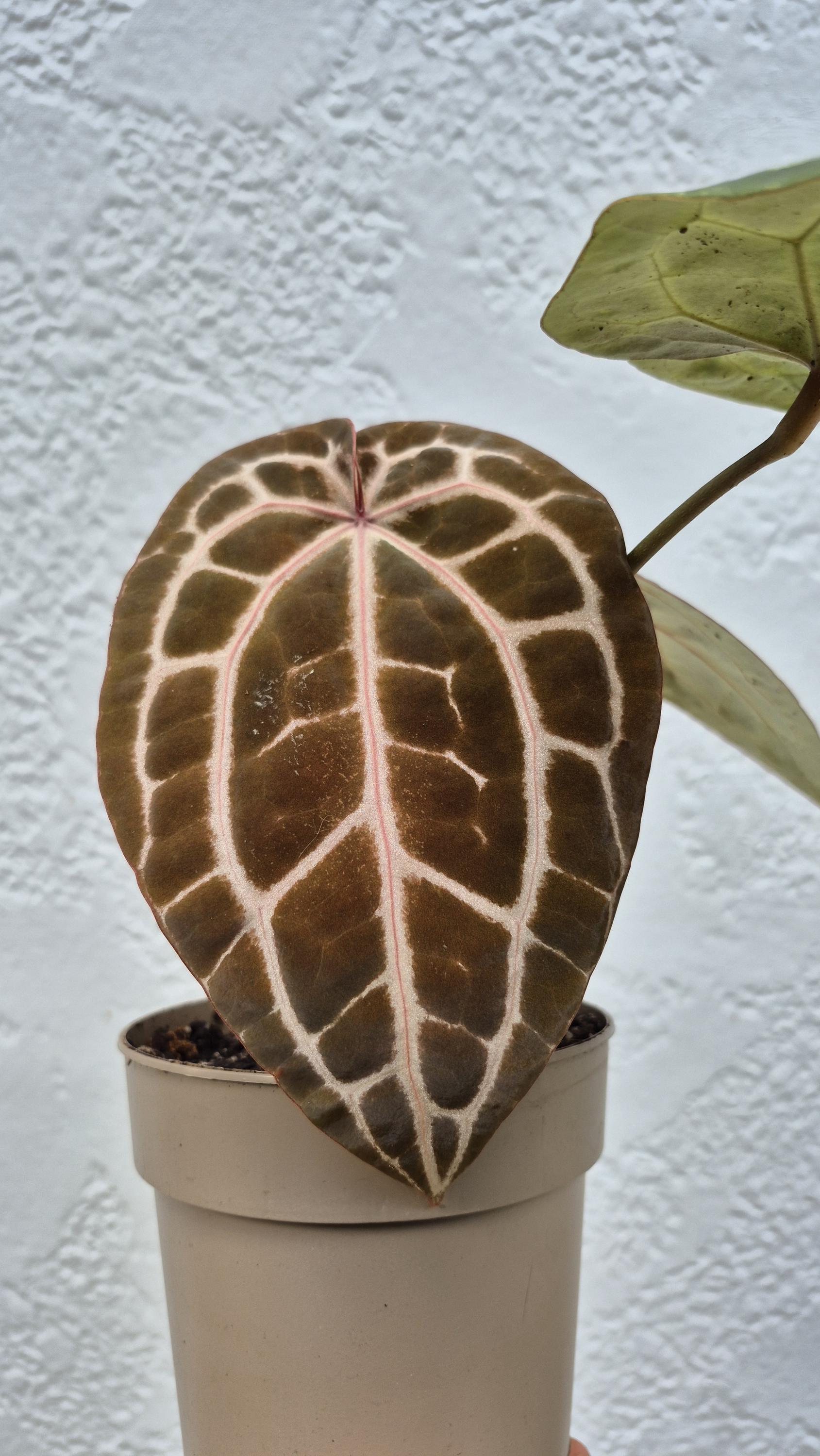 Anthurium Michelle X Michelle - Etsy