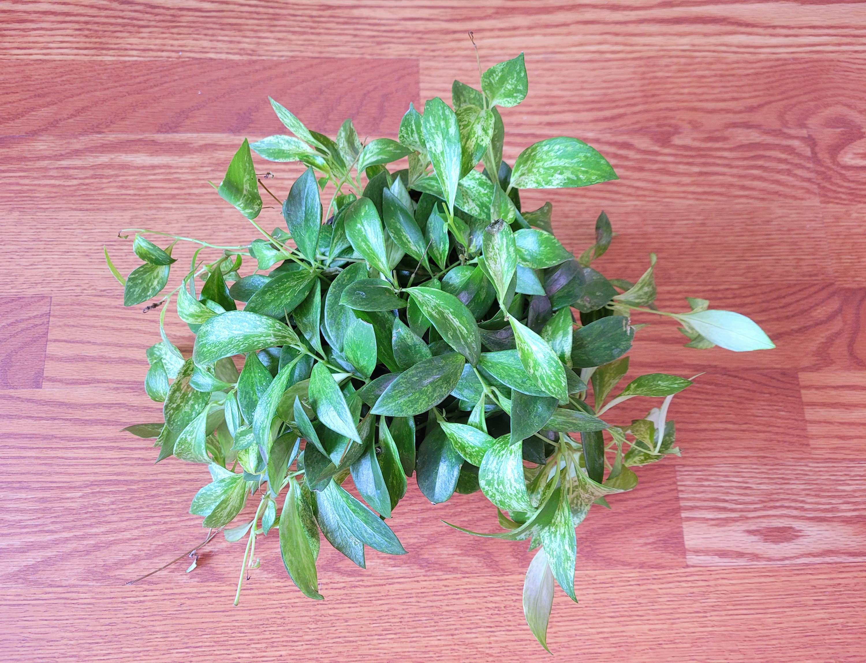 Mini Variegated Lipstick Plant Etsy