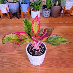 money tree strain Money Tree F. Splash variegated main image 0