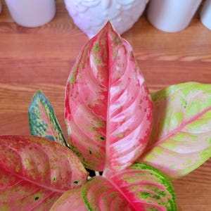 May include: Close-up of a houseplant with large, variegated leaves. The leaves are a mix of pink, red, green, and white.