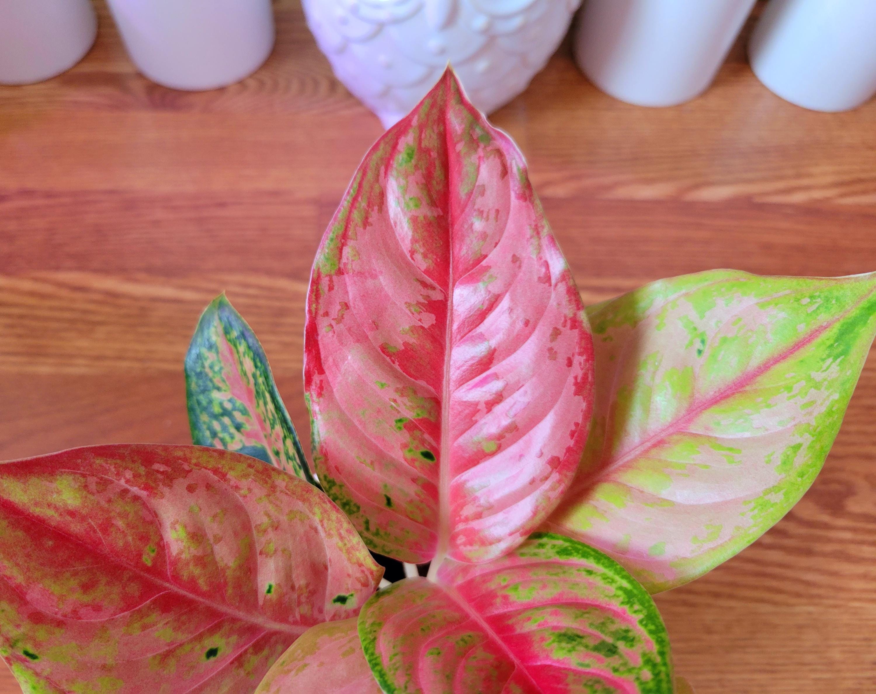 Live Aglaonema Plant: Light of Diamond Variety, Unique Leaf Patterns   Ships in 4" Pot - Etsy