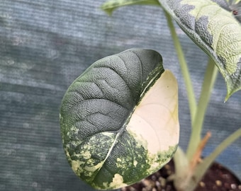 Alocasia Melo Aurea Variegated
