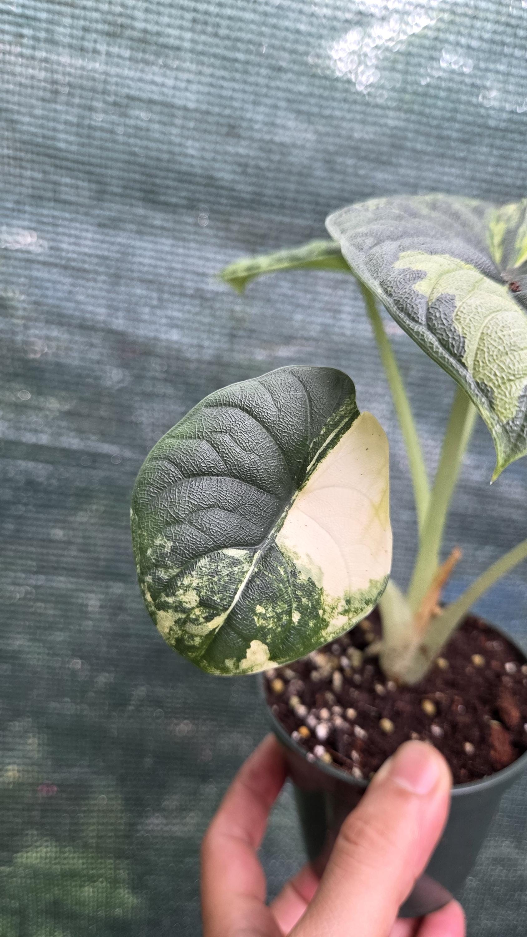 Alocasia Melo Aurea Variegated - Etsy