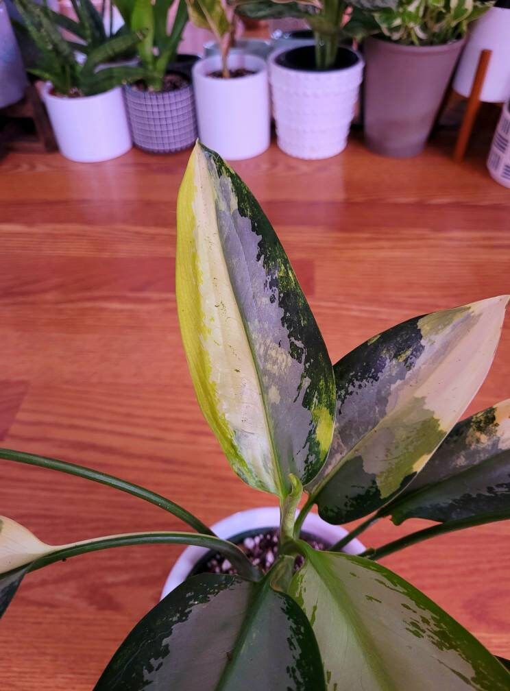 orange indoor plant Philodendron 'Prince of Orange' main image 0