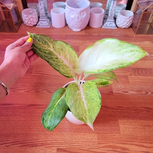 Rare Aglaonema image 3