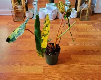 Variegated philodendron billietiae