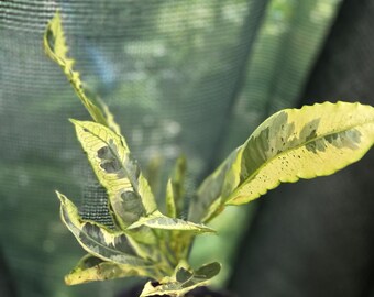 Cronton Variegated
