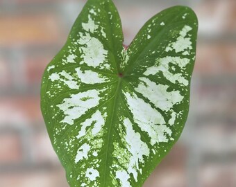 Caladium White Queen