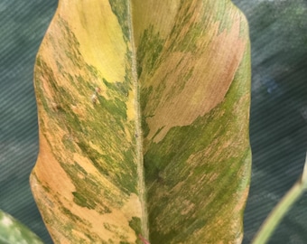 Philodendron Caramel Marble "Fire Tiger" Variegated
