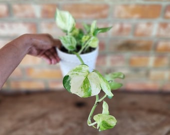 Manjula Pothos 4 inch pot– Variegated white, Gold & Green Houseplant, Easy Care Indoor Vine.