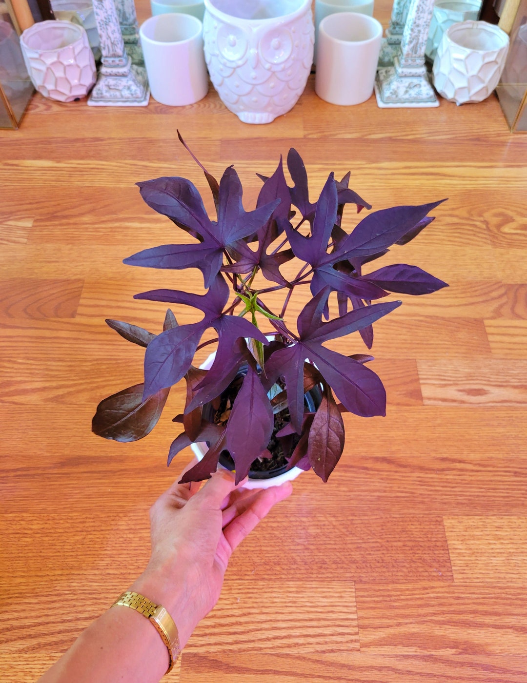 Potato Vine Plant Etsy keep-your-sweet-potato-vine-alive-light-water-care-instructions
