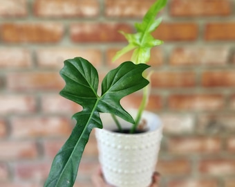 Philodendron golden dragon