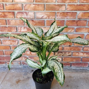 Philodendron Big Ben - Etsy