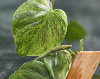 Philodendron Heart Leaf Variegated