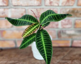 labisia sp red 4 inch pot
