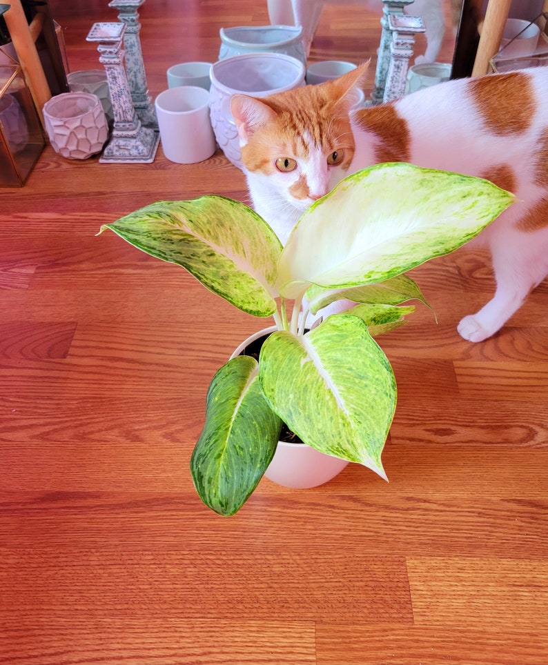 Rare Aglaonema image 1