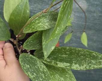 Hoya Ransang Variegated