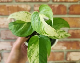 Epipremnum pinnatum Marble 4 inch pot