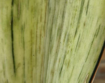Sansevieria Whale Fin Variegated