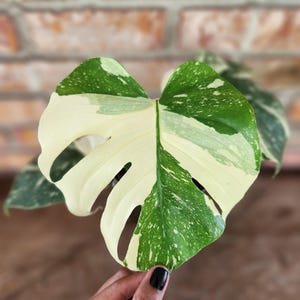 May include: A variegated Monstera plant leaf featuring a distinct split-leaf pattern with a mix of deep green and creamy white coloration. The leaf displays natural fenestrations and a speckled variegation pattern across its surface area.