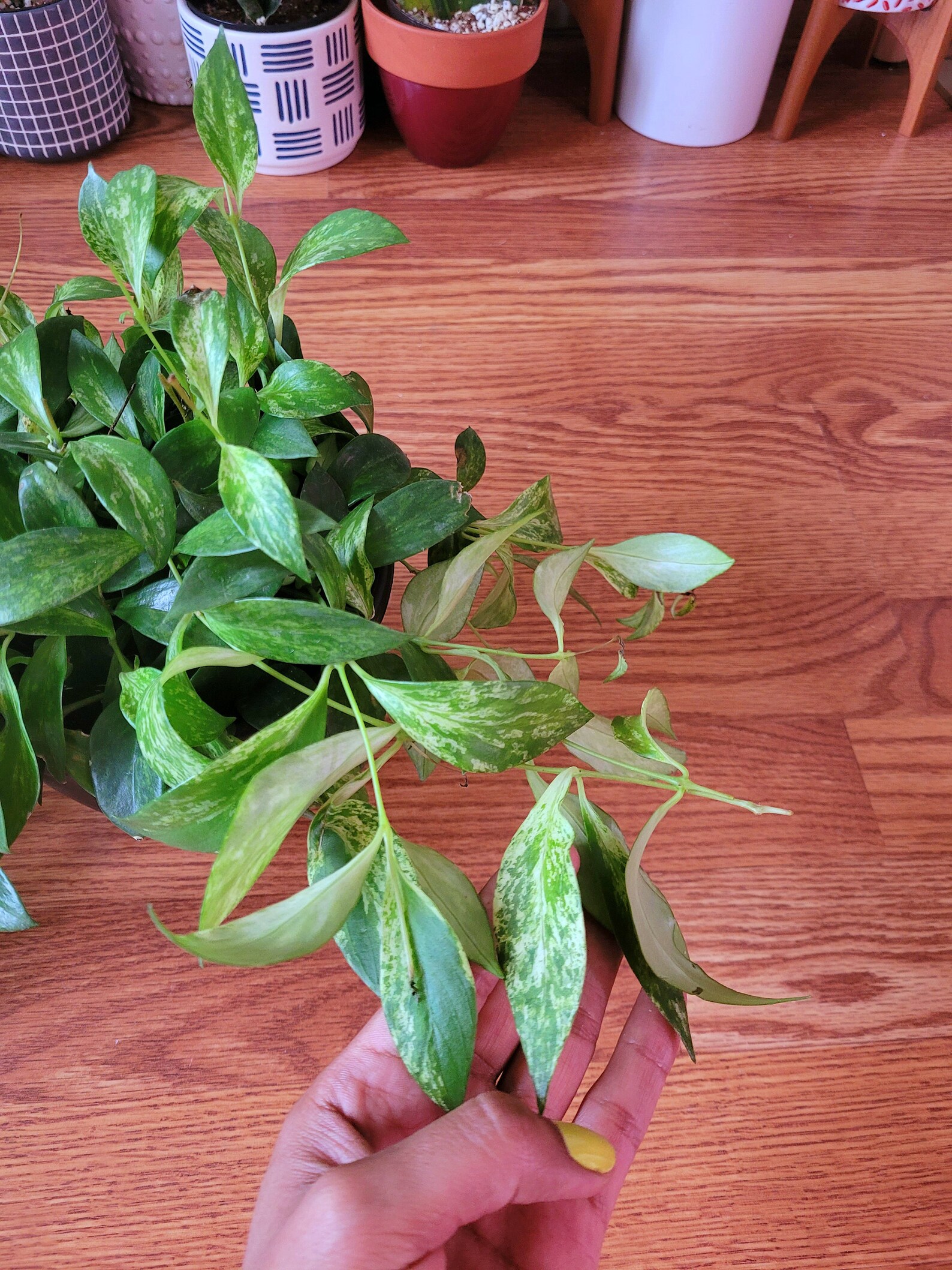 Mini Variegated Lipstick Plant Etsy