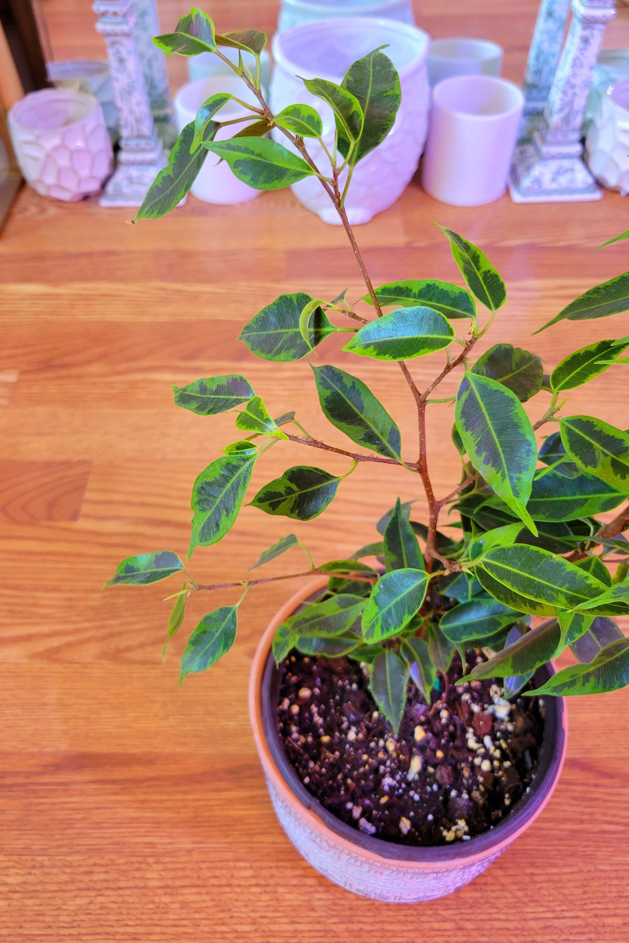 Variegated Ficus Benjamina Aurea Etsy