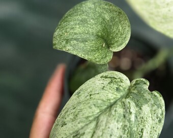 Scindapsus Mint Variegated