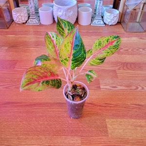 Golden Papaya Aglaonema - Etsy