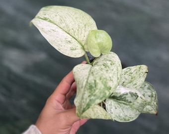Scindapsus Mint Variegated