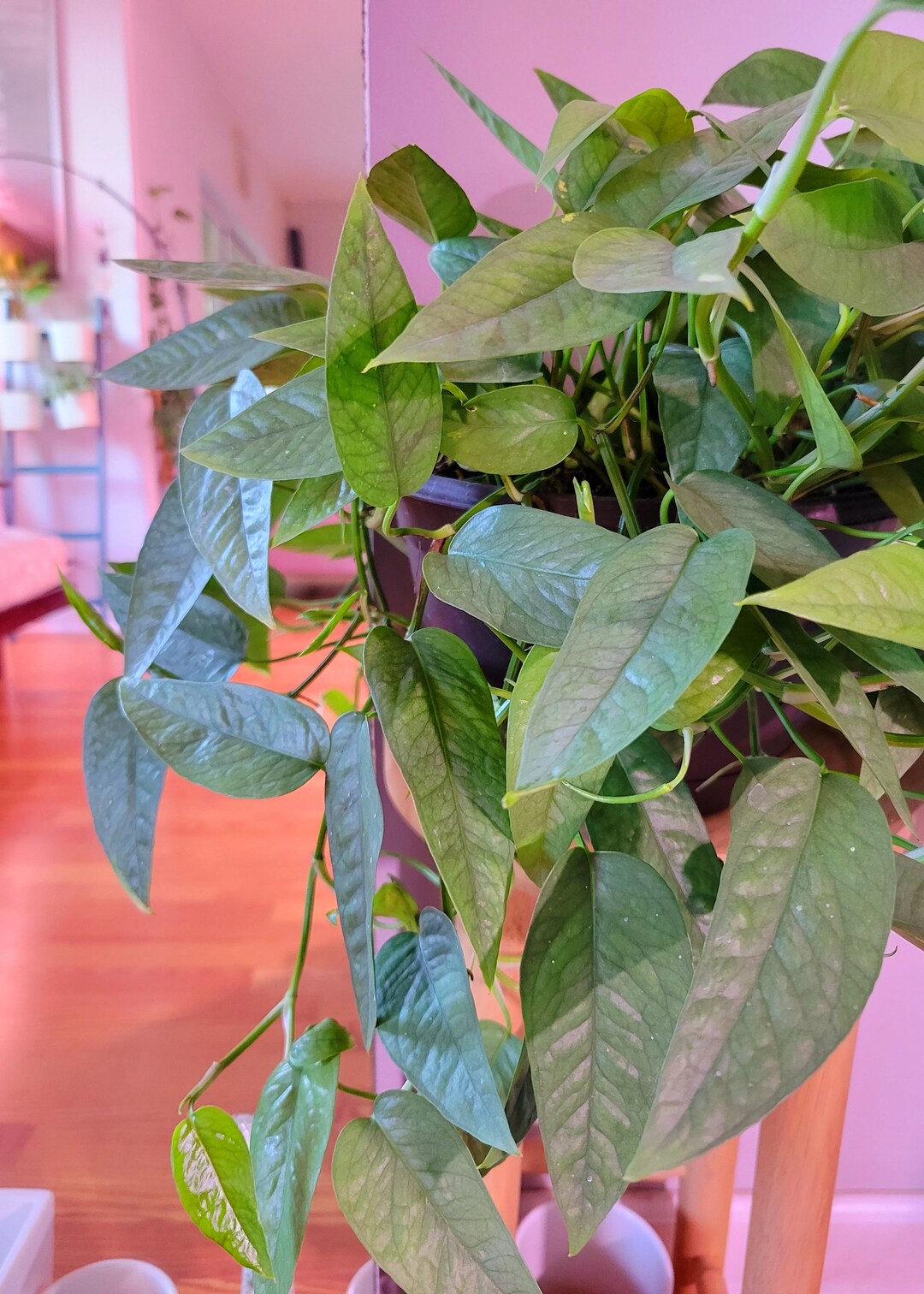 Cebu Blue Pothos 6" Pot - Etsy