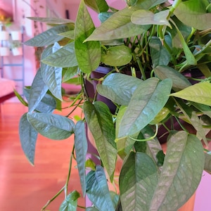 May include: A green leafy houseplant with heart-shaped leaves growing in a black pot. The plant is hanging down from a wooden stand.