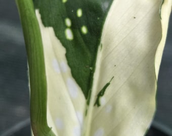 Diffenbachia Variegated
