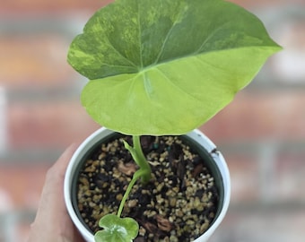 Alocasia Aurea Variegated