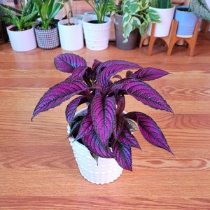 black coral.snake plant Sansevieria 'Black Coral' (Dracaena)