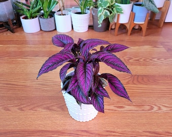 Persian shield / Royal Purple