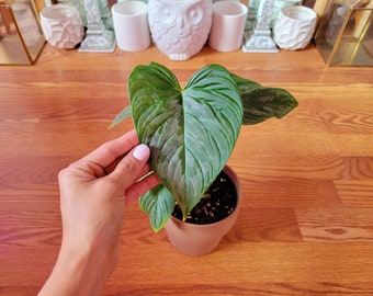 Philodendron Majestic variegated