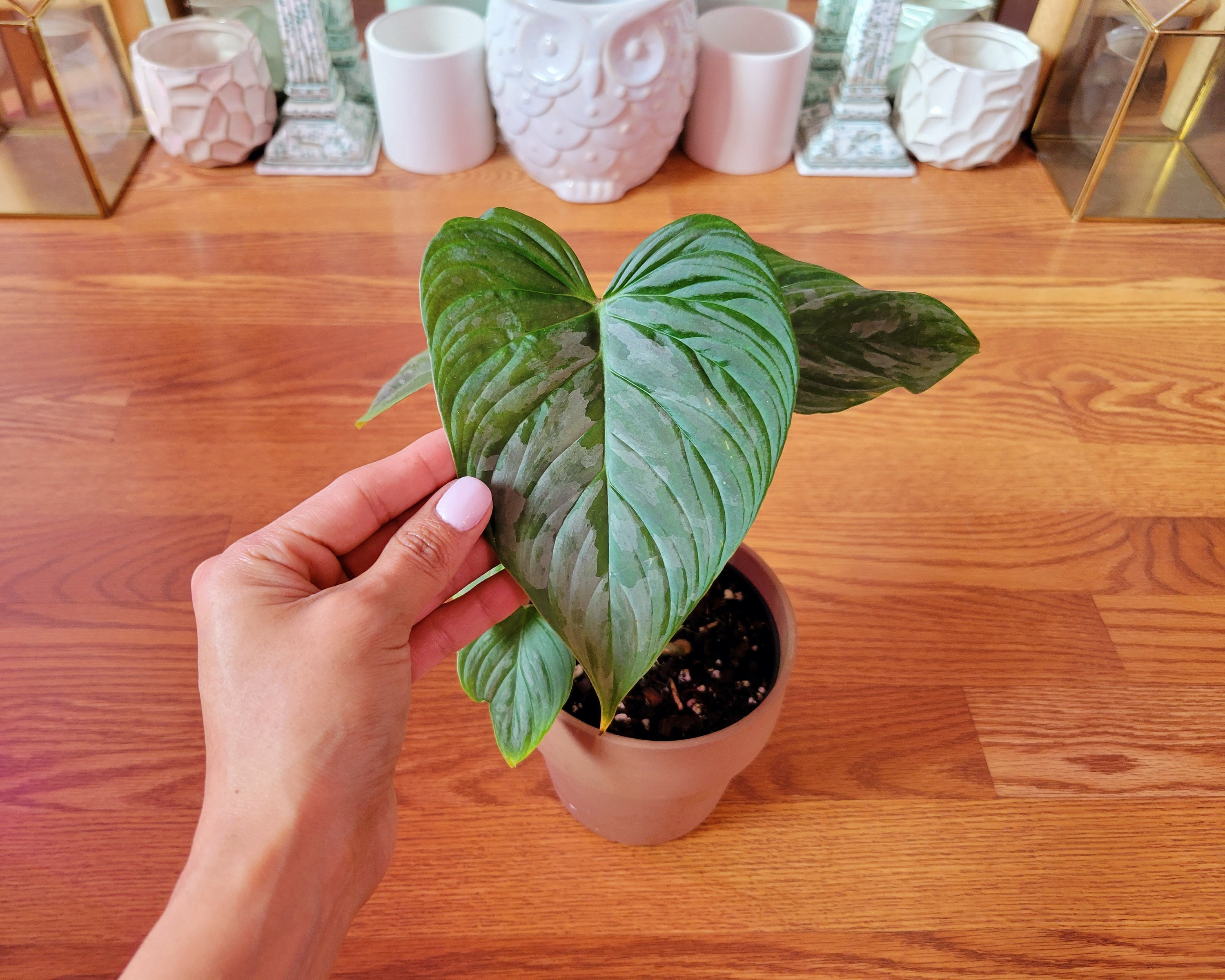 Philodendron Majestic Variegated - Etsy