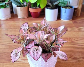 Fittonia Albivenis frankie