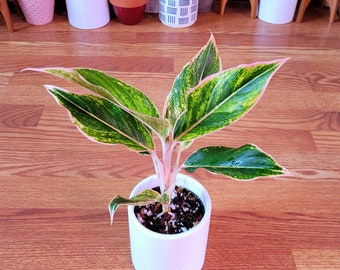 Aglaonema Pink Aurora - Etsy