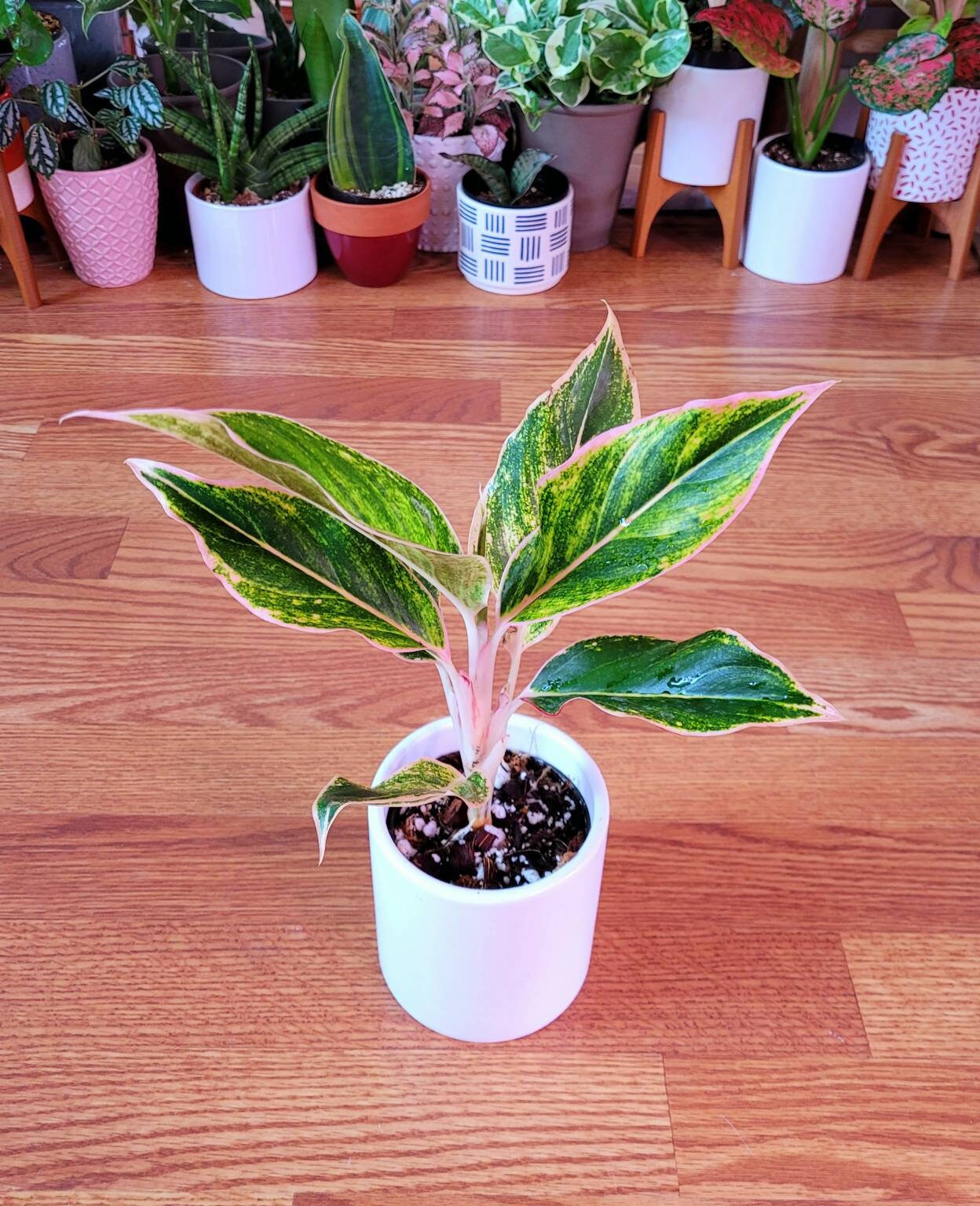 アグラオネマ ピンクオーロラ - Etsy 日本