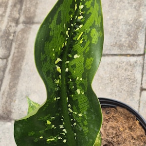 May include: Close-up of a Dieffenbachia plant with large, dark green leaves. The leaves have a striking pattern of lighter green and white spots and markings. The plant is in a black pot with a brown soil.