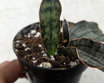 Sansevieria Kirkii 'Coppertone' – 4" Nursery Pot