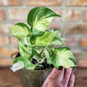 May include: A variegated pothos plant with heart-shaped leaves featuring a mix of deep green, light green, and creamy white patterns. The plant is potted in a metallic, weathered bronze-toned container with a visible handle on the side.