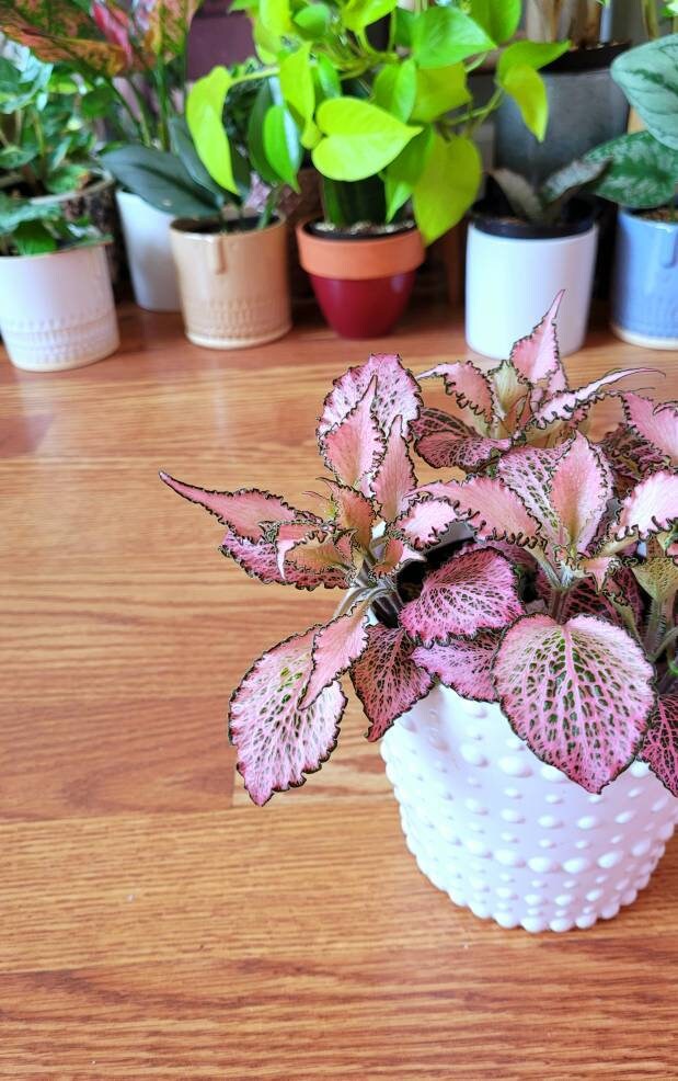 Fittonia Albivenis Frankie - Etsy Israel