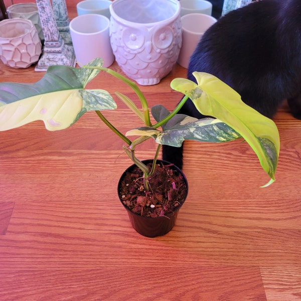 Variegated Philodendron bipennifolium