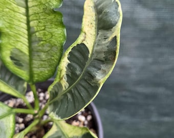 Croton Variegated