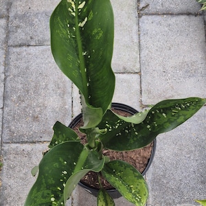 May include: A top-down view of a potted Dieffenbachia plant. The plant features large, green leaves with white and yellow variegation. The leaves are broad and have a prominent central vein. The pot is black and filled with soil.