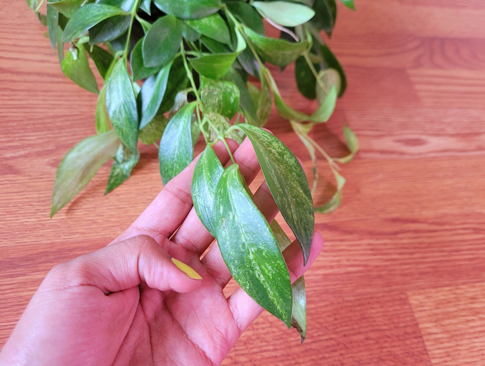 Mini Variegated Lipstick Plant Etsy